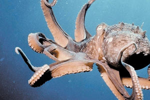 «Να τρώει κανείς χταπόδι ή να μην τρώει»: ένα viral δίλημμα!