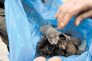 Πρόστιμο 250.000 ευρώ σε 59χρονο Ηρακλειώτη για τα γατάκια στον κάδο