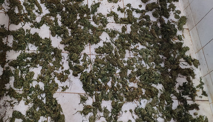 Δίπλα στο μαντρί είχαν την φυτεία τους τα δύο αδέλφια 