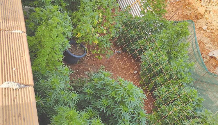 Δίπλα στο μαντρί είχαν την φυτεία τους τα δύο αδέλφια 