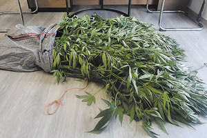 δενδρύλλια κάνναβης σε... γλάστρες