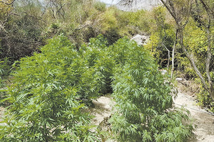 χασισοφυτεία