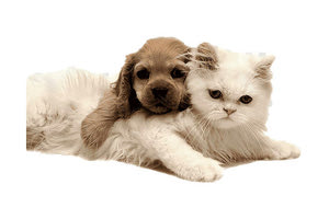 αδέσποτα ζώα