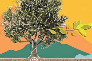 Πότε πρέπει να γίνεται η συγκομιδή ελαιοκαλλιέργειας