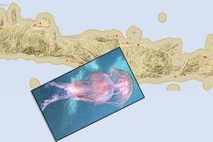 Πού... συχνάζουν οι μοβ μέδουσες στην Κρήτη