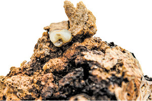 Μυστήριο με δύο ανθρώπινα δόντια στο ναυάγιο των Αντικυθήρων