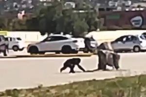 ΑΤΤΙΚΟ ΖΩΟΛΟΓΙΚΟ ΠΑΡΚΟ: Εικόνα από το βίντεο κατά την “απόδραση” του 26χρονου χιμπατζή