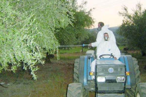δολωματικός ψεκασμός καταπολέμησης του δάκου