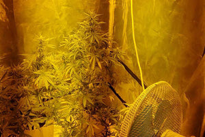 Η φυτεία σε περιοχή της Σητείας καλλιεργούνταν με τεχνητές συνθήκες καλλιέργειας