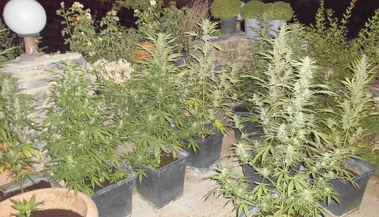 Τα ναρκωτικά που βρήκε η ΕΛ.ΑΣ.