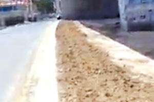 ΤΙ ΕΓΙΝΕ ΜΕ ΤΙΣ ΦΥΤΕΥΣΕΙΣ