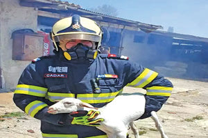 Στη φωτογραφία απεικονίζεται ένας από τους Ρουμάνους πυροσβέστες που συμμετείχαν στην επιχείρηση κατάσβεσης να σώζει ένα προβατάκι.