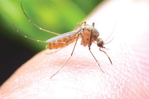 ΚΟΥΝΟΥΠΙ ΚΡΟΥΣΜΑ ΔΥΤΙΚΟΥ ΝΕΙΛΟΥ