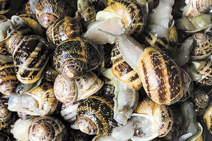 Σαλιγκάρια και απαγορεύσεις