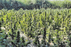 χασισοφυτεια