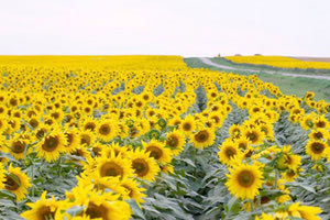 Η Ρωσία αυξάνει το πλαφόν εξαγωγών