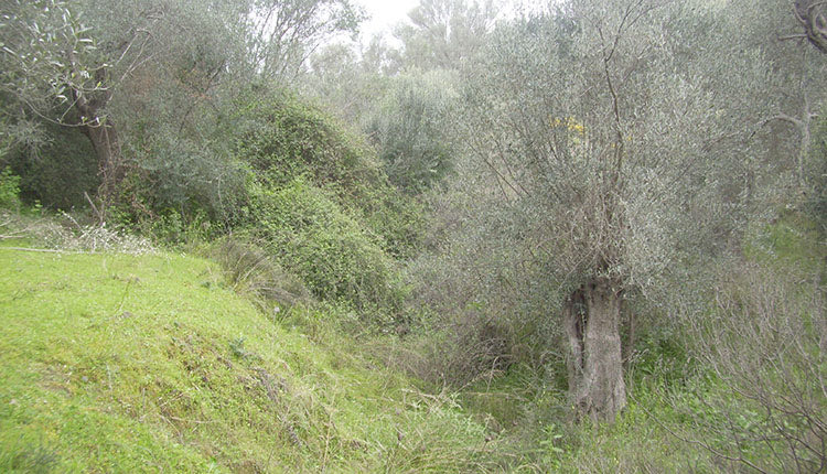 Η τοποθεσία «Παπά Πέραμα», όπου δόθηκε η μάχη μεταξύ ανταρτών της Ομάδος του Καπετάν Πετρακογιώργη, με ομάδα εξήντα ανδρών της Ελληνικής χωροφυλακής και με τα αποβράσματα της Κρητικής κοινωνίας της ομάδας του Σούμπερτ. (φωτογραφία Κωνσταντίνου Καργάκη)