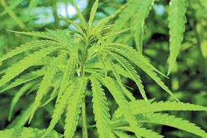 Δύο φυτείες εντόπισε η Αστυνομία