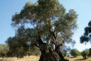 ελιά ελαιώνας