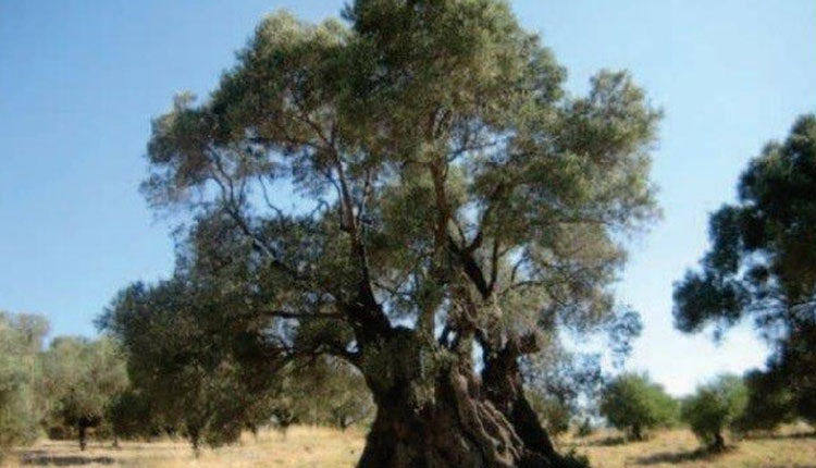 ελιά ελαιώνας