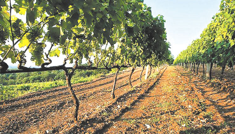 σταφυλια τρυγος αμπελι