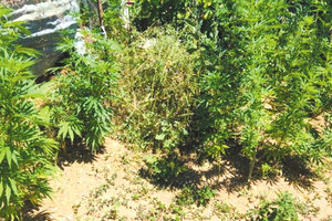 φυτεία κάνναβης