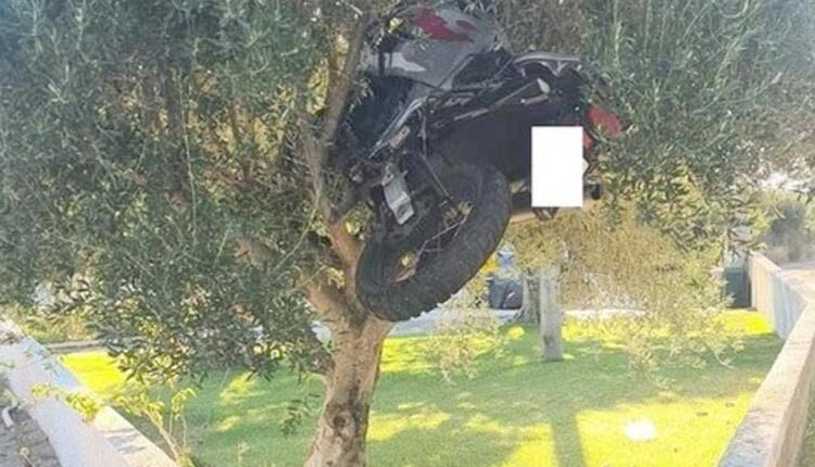 Προσγειώθηκε στην... ελιά