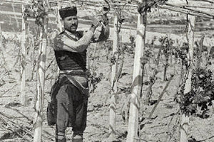 ΦΩΤΟΗΜΕΡΑΣ: Κρητικός κόβει τους βλαστούς στην κρεβατίνα του (φωτογραφία του 1935).