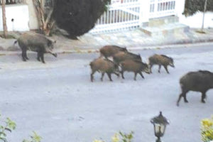 Χαμός από αγριογούρουνα!