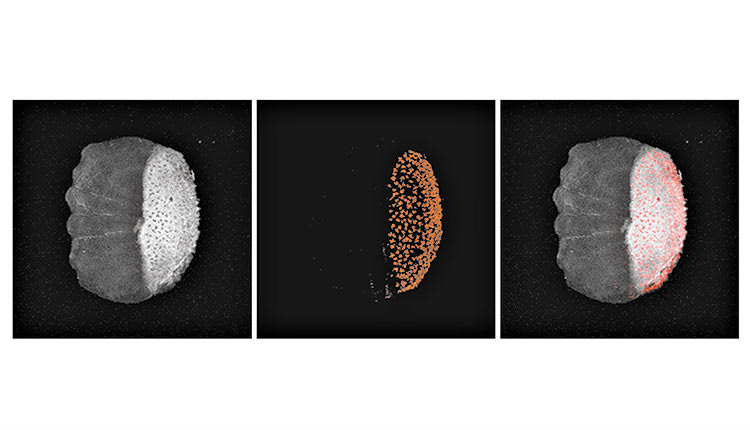 Λέπι ψαριού όπως απεικονίζεται με οπτική τεχνική (γκρι), φωτοακουστική τεχνική (κόκκινο) και το συνδυασμό  των δύο τεχνικών.