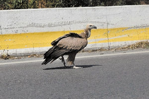 Ο νεαρός γυπαετός “προσγειώθηκε” στον ΒΟΑΚ στο ύψος των Λινοπεραμάτων (φωτο Αλέξανδρος Καστελιανάκης)