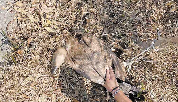 Οι αστυνομικοί παρέδωσαν το όρνιο στον θηροφύλακα