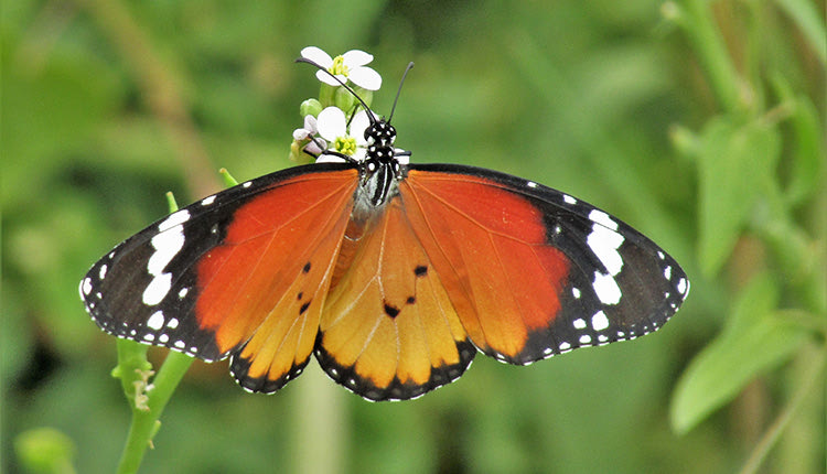 Danaus chrysippus, μια μεταναστευτική πεταλούδα της Κρή́της