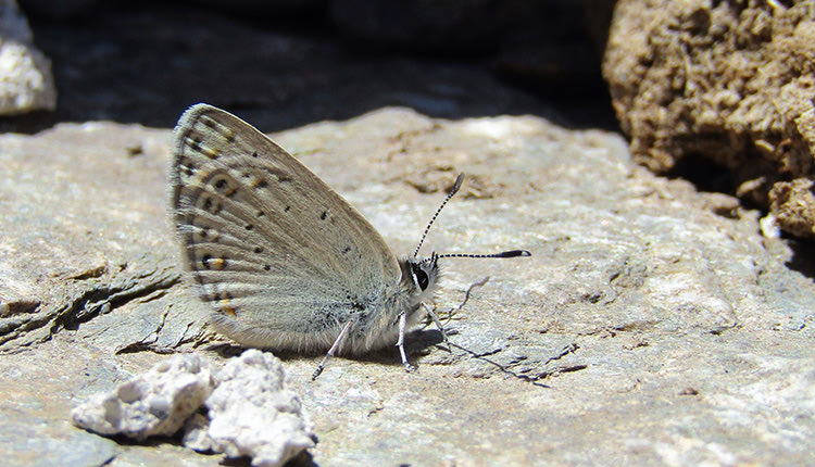 Kretania psylorita, ενδημική πεταλούδα της Κρήτης