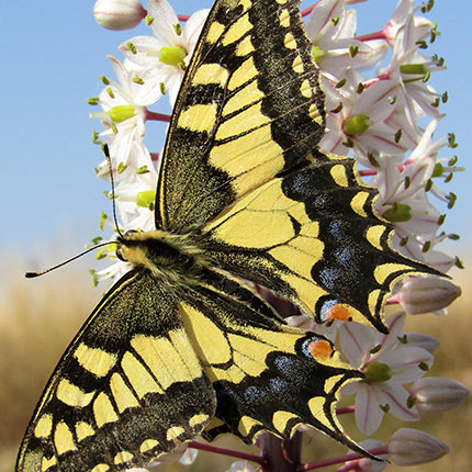 Papillio machaon, μια απ’ τις δυο μεγαλύτερες πεταλού́δες της Κρή ́της