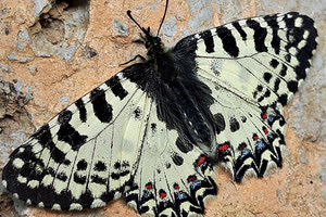 Zerynthia cretica, ενδημική́ πεταλού́δα της Κρή́της