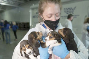 Έσωσαν 4.000 beagles