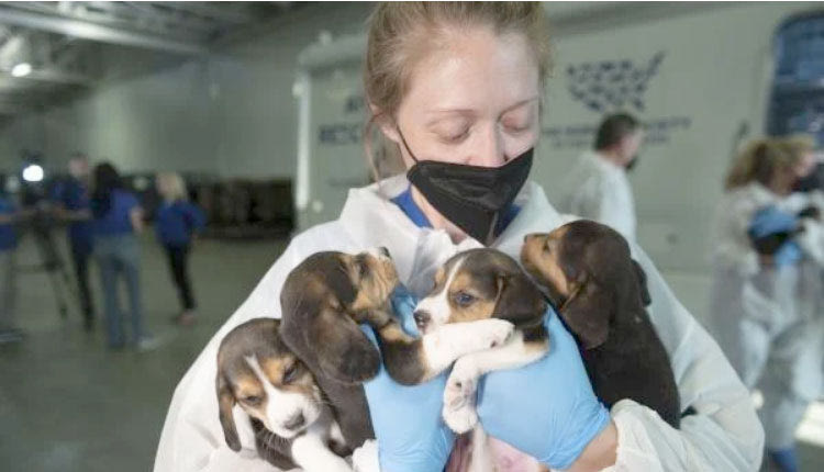 Έσωσαν 4.000 beagles