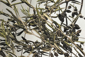 Δάκος-δράκος!