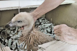 Περίθαλψη όρνεων