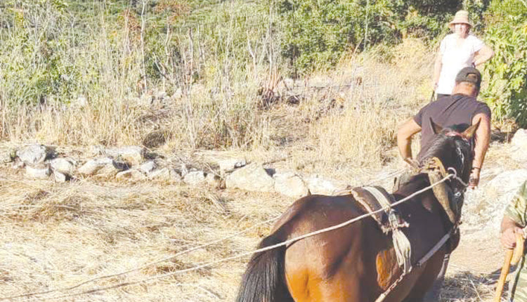 Ο θερισμός και το αλώνι 