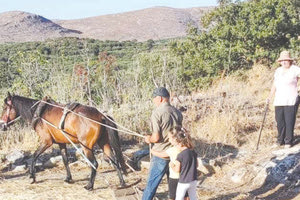 Ο θερισμός και το αλώνι