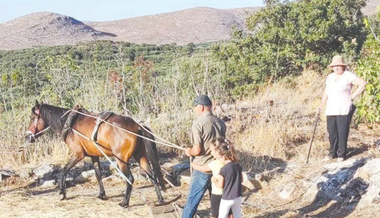 Ο θερισμός και το αλώνι