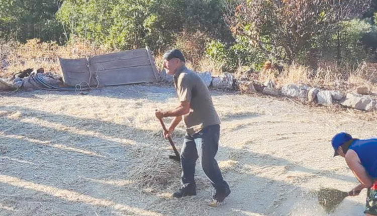 Ο θερισμός και το αλώνι 