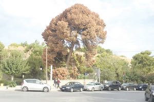 Με αφορμή το τραγικό δυστύχημα μετά από πτώση πεύκου, που έγινε χθες στην καρδιά της πόλης χωρίς καμία σοβαρή αιτία στοιχίζοντας τη ζωή σε έναν νέο άνθρωπο, η Δημοτική Αρχή οφείλει να αφυπνιστεί, αλλά και να δει στην ουσία, το ζήτημα της συντήρησης πρασίνου και της εικόνας εγκατάλειψης που δείχνει η πόλη.