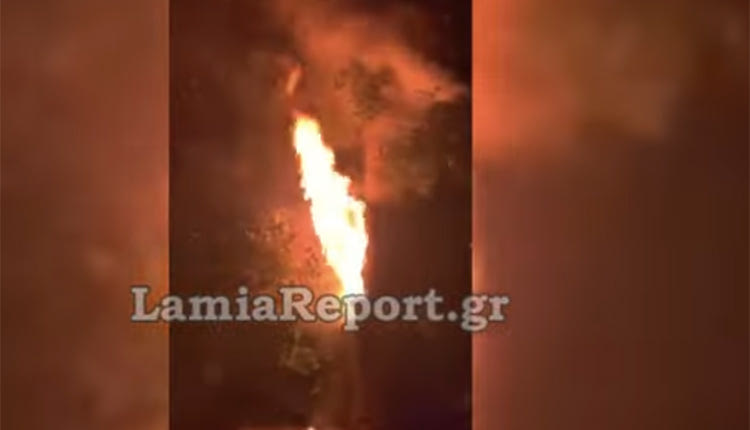 ΕΚΑΨΑΝ ΤΟ ΙΣΤΟΡΙΚΟ ΔΕΝΤΡΟ