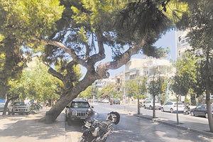 Κι άλλα δέντρα είναι παγίδες θανάτου