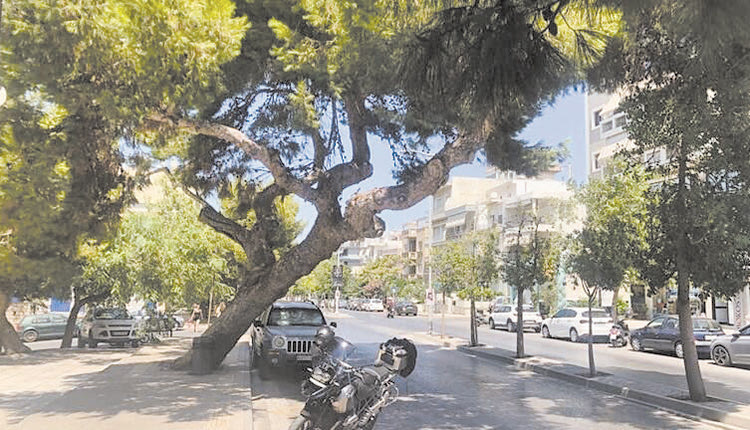 Κι άλλα δέντρα είναι παγίδες θανάτου