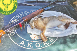 Συλλήψεις για λαθροθηρία