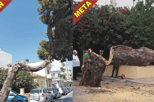 Το δέντρο κόπηκε... άδικα